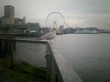 seagull perched on railing on Seattle waterfront 